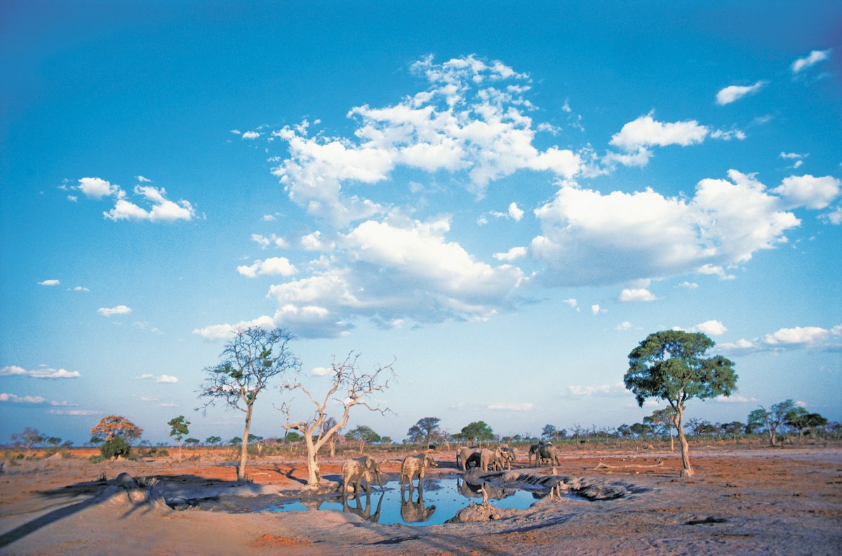 Maïs: De Gouden Graan van Botswana